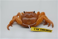 藏品(白紋方蟹)的圖片